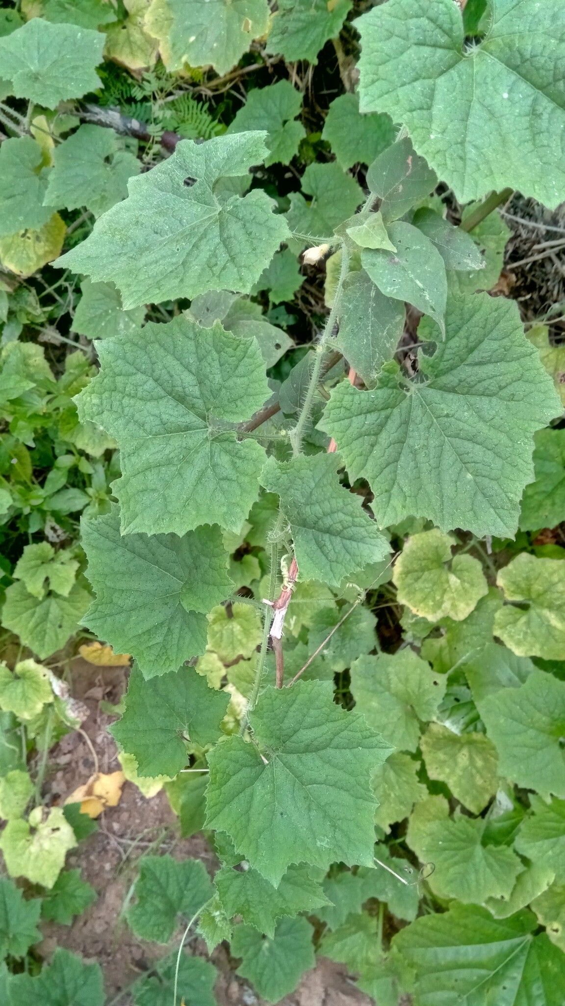 Cucumis sacleuxii leaf