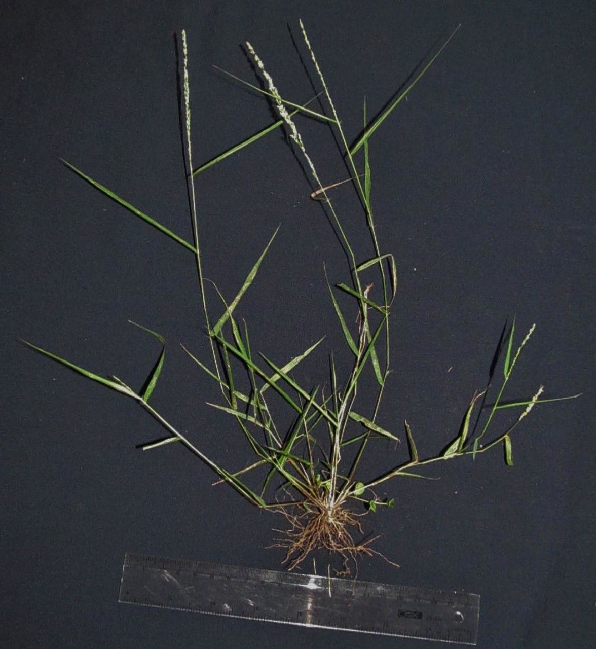 Eragrostis ciliaris other