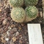 Mammillaria karwinskiana