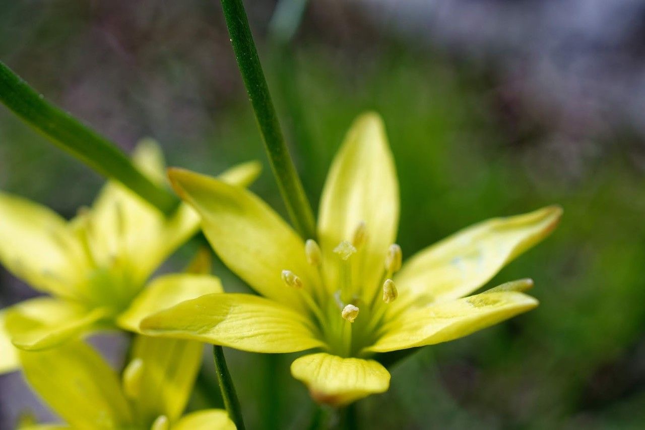 Gagea liotardii flower