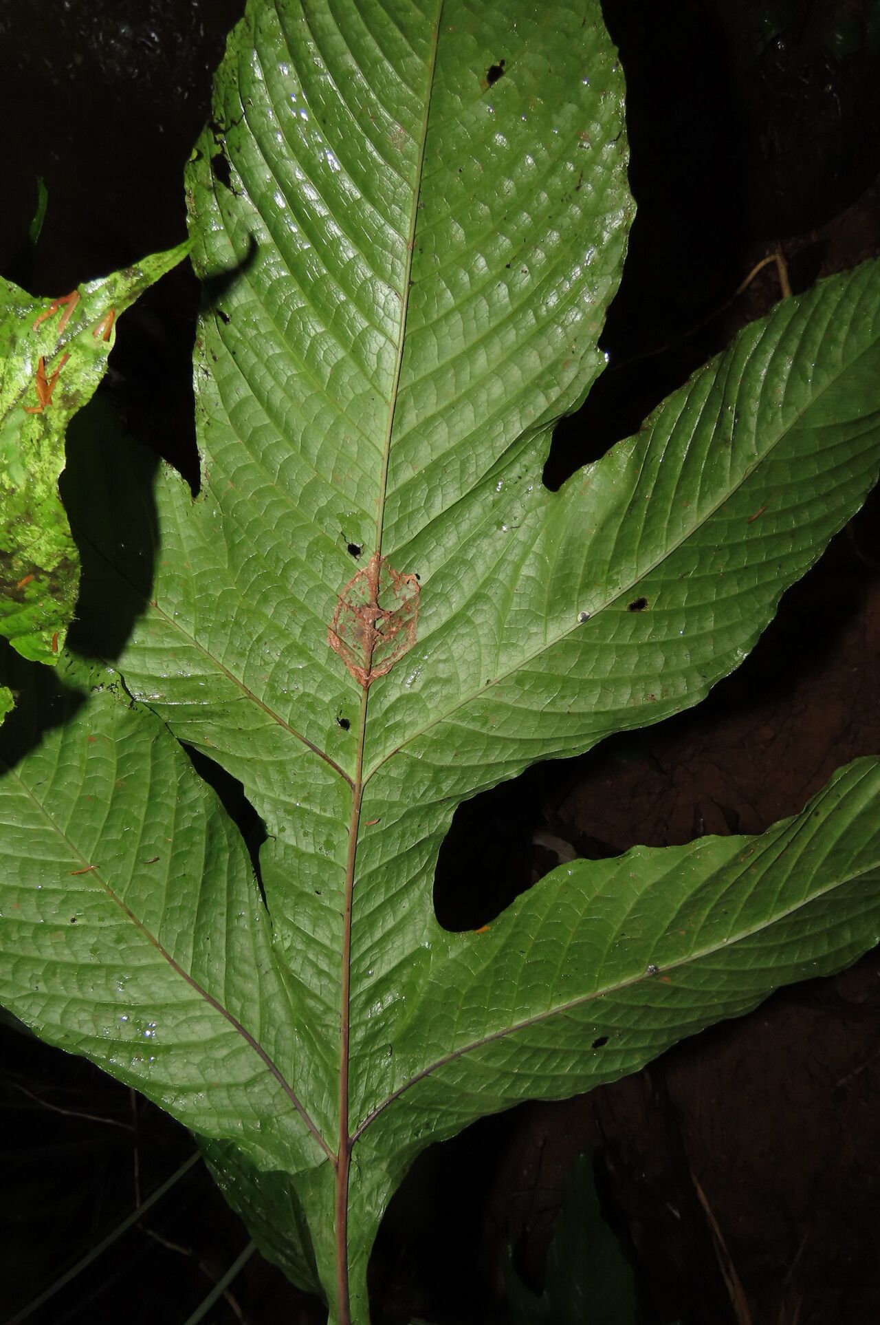 Tectaria nicotianifolia — houseplant care guide