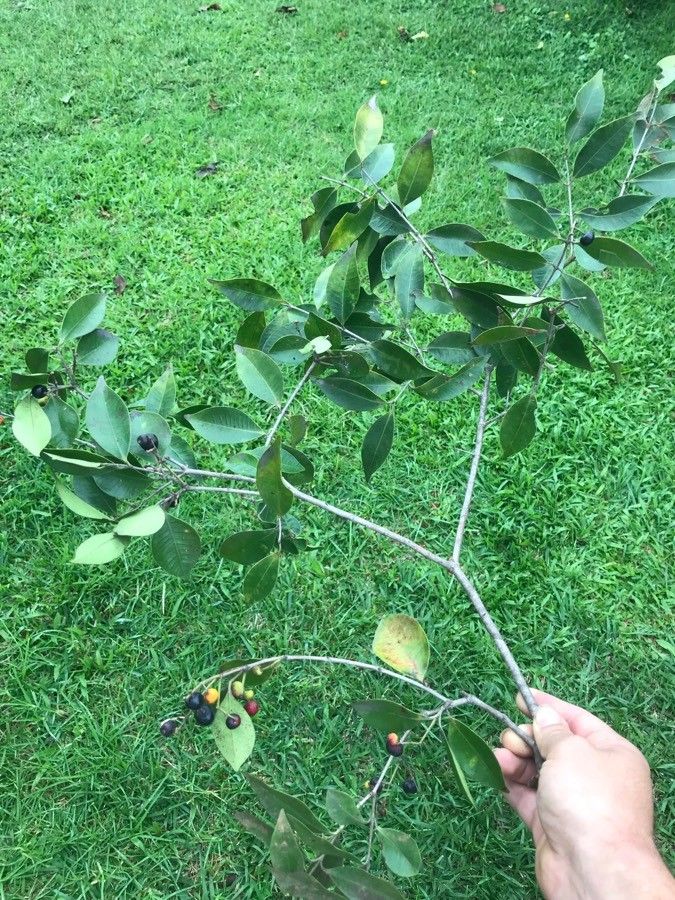 Calyptranthes pallens — related species from the same genus