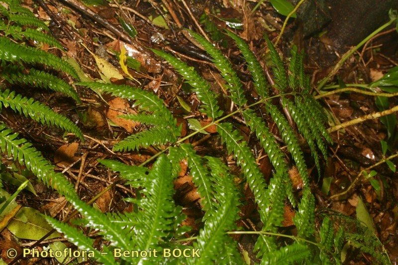 Pteris incompleta other