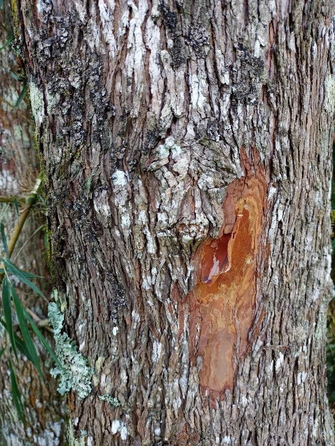 Vismia guianensis bark