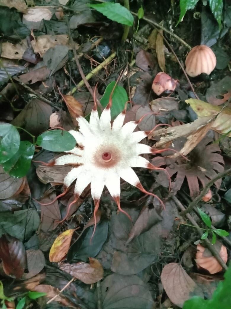 Rhizanthes deceptor — related species from the same genus