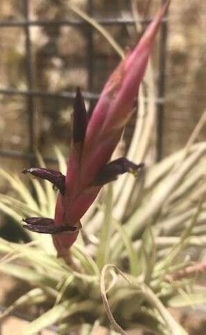 Tillandsia werneriana — houseplant care guide