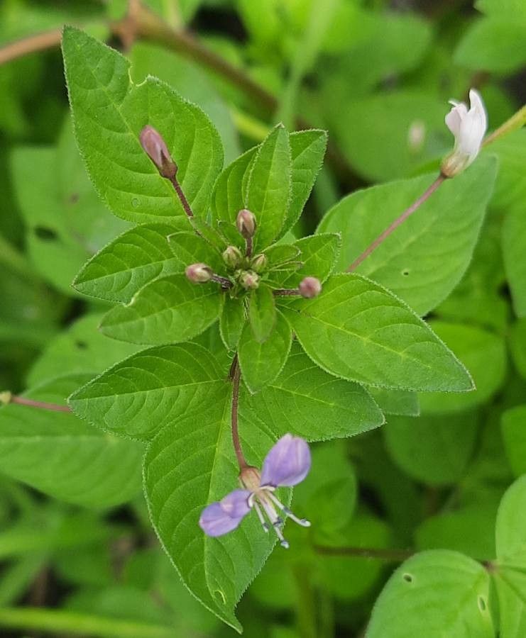 Cleome rutidosperma — search result for 'Cleomaceae'