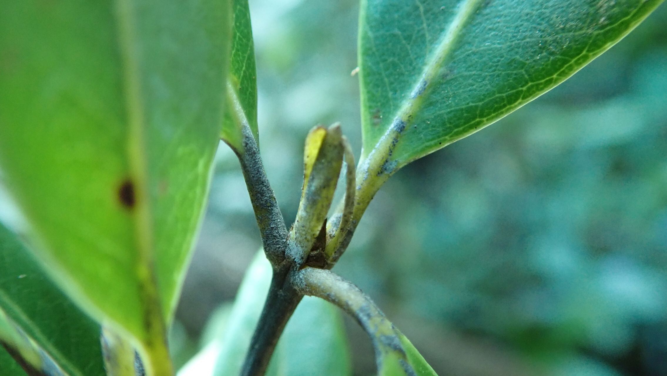 Pancheria alaternoides — related species from the same genus