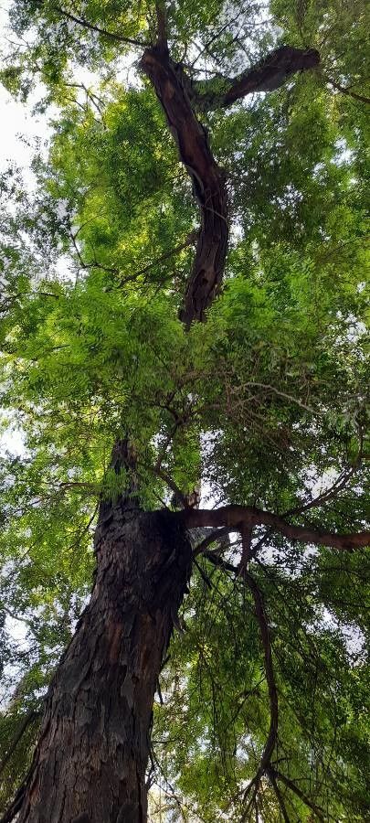 Gleditsia amorphoides habit
