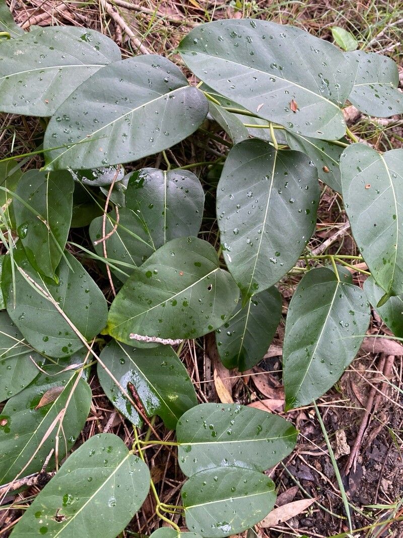 Leichhardtia rostrata leaf