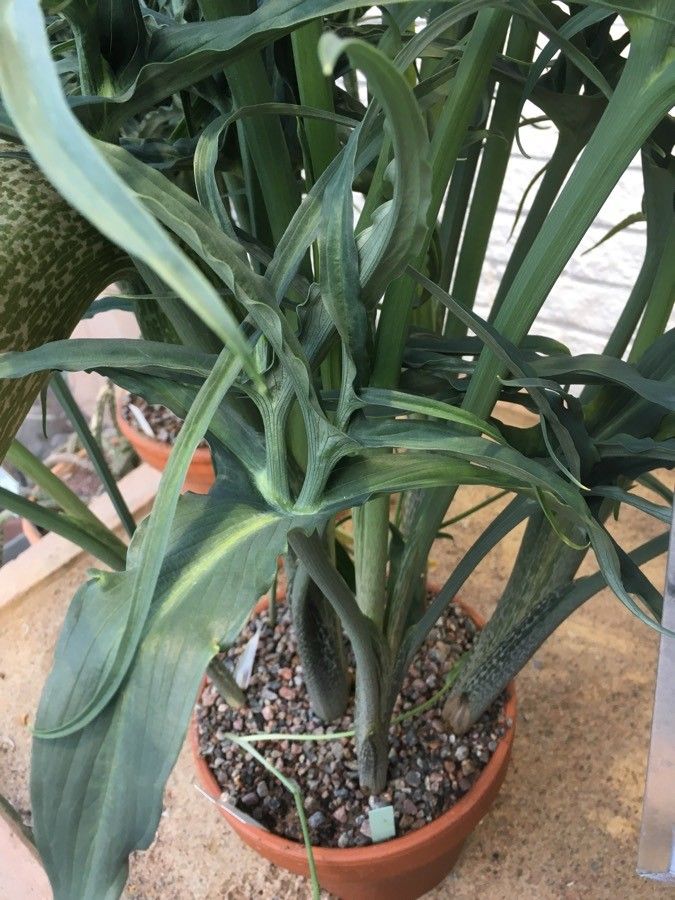 Helicodiceros muscivorus — houseplant care guide