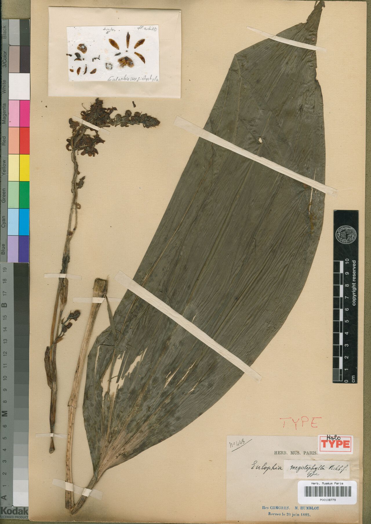 Eulophia megistophylla — houseplant care guide