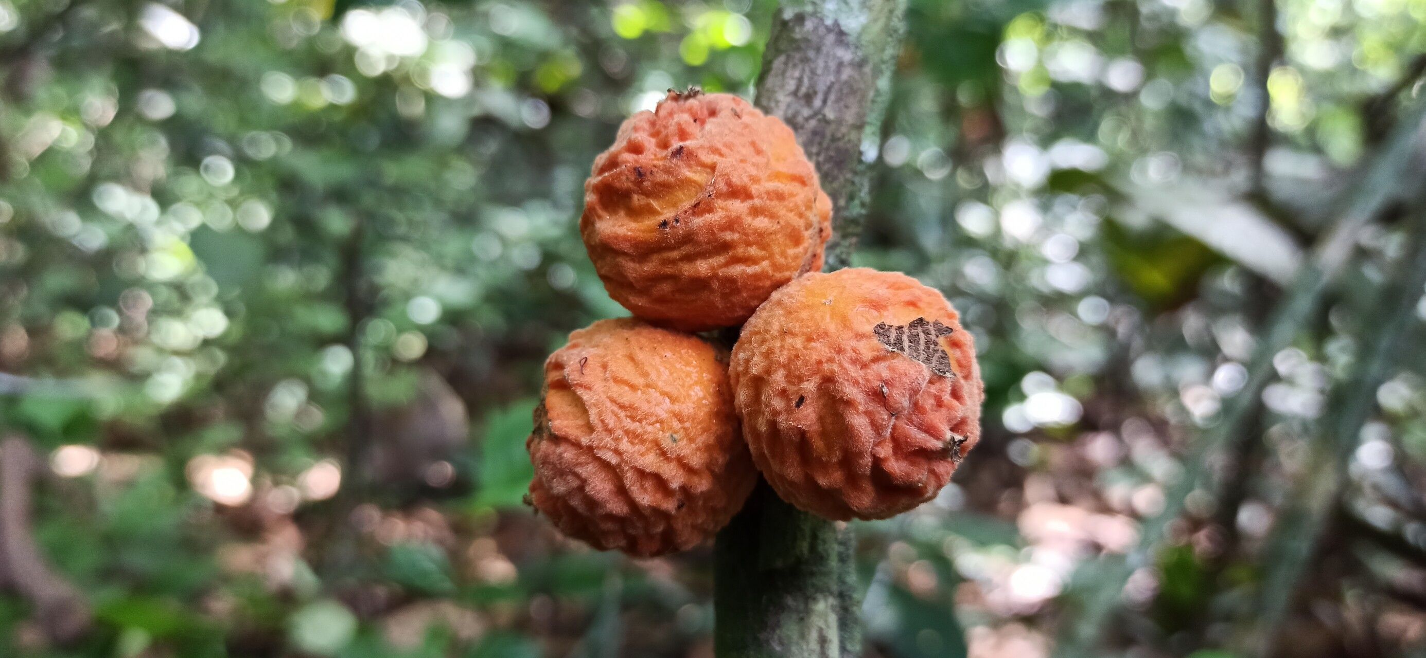 Drypetes ivorensis fruit
