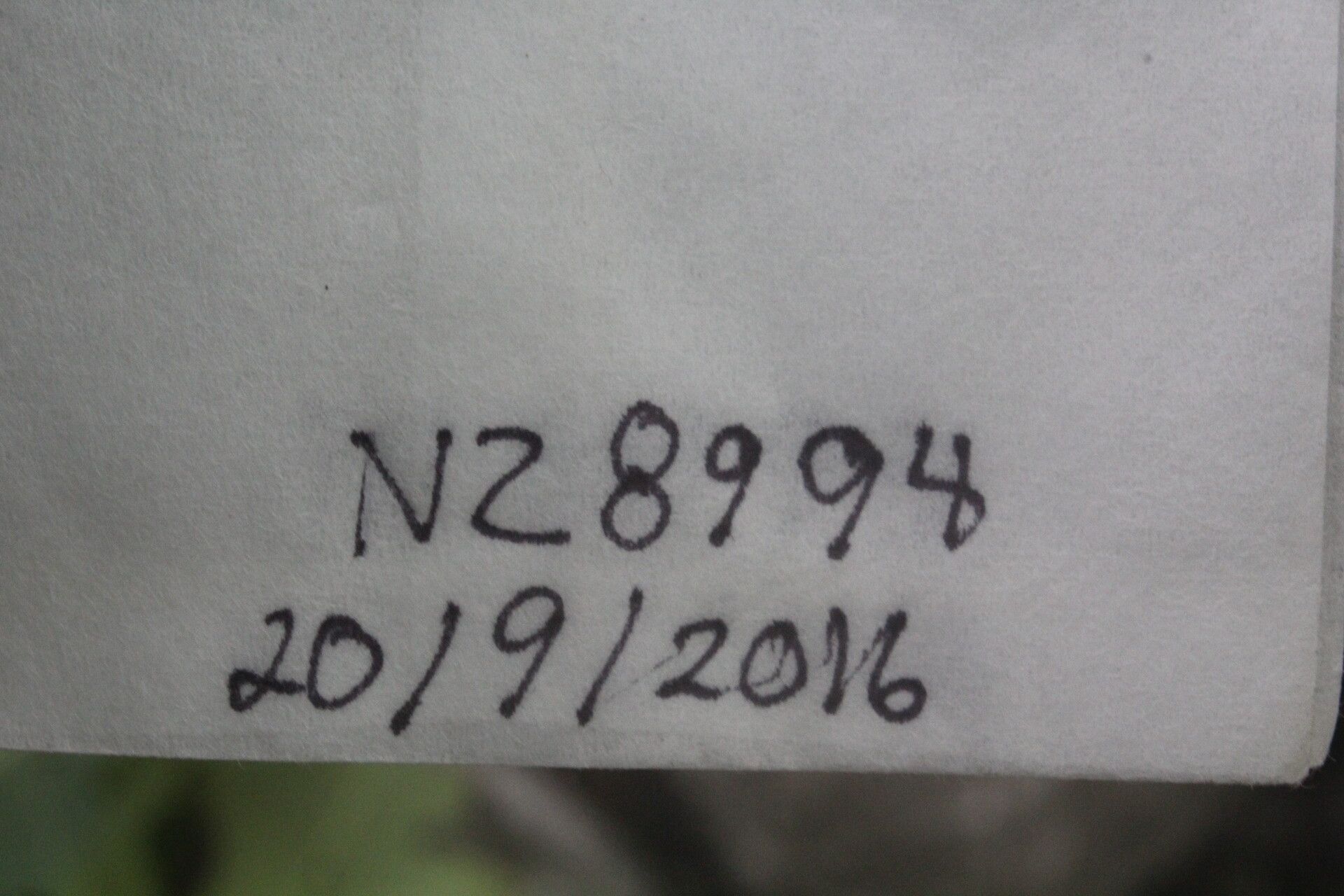 Cnidoscolus megacanthus fruit