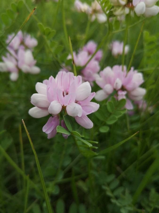 Coronilla viminalis flower