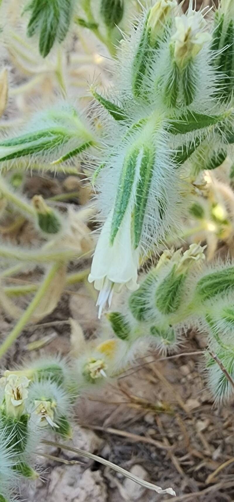 Onosma microcarpa flower