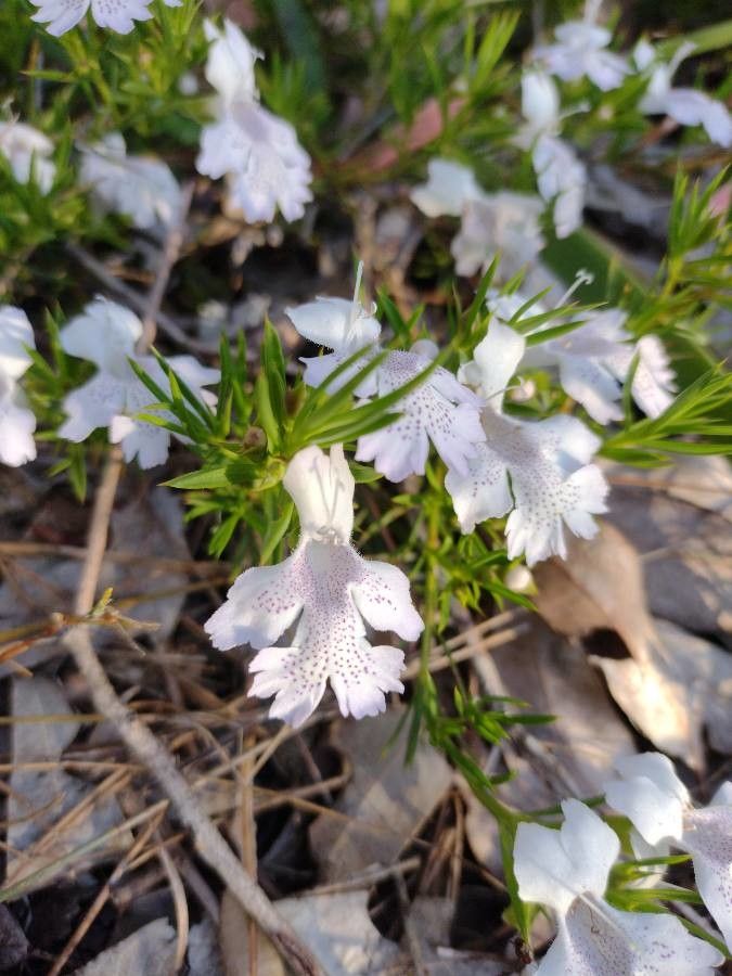 Hemiandra pungens flower
