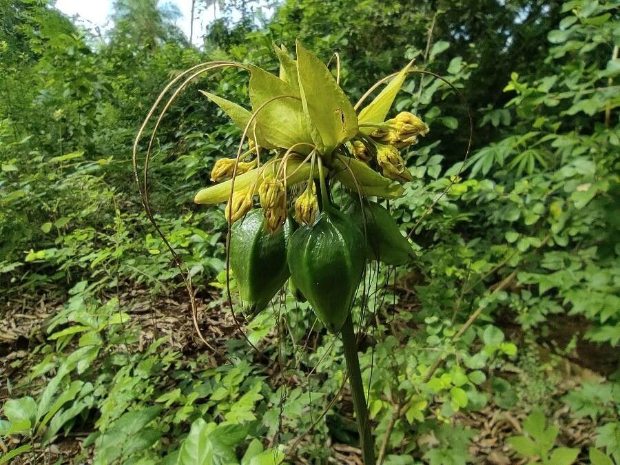 Tacca leontopetaloides fruit