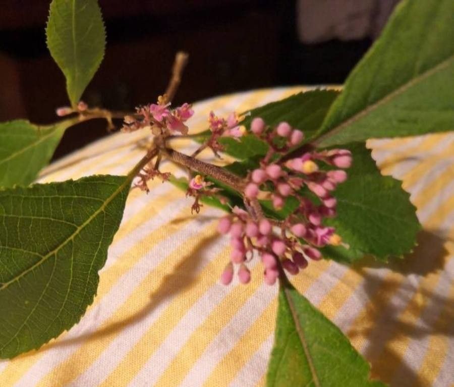 Callicarpa mollis — search result for 'Callicarpa'