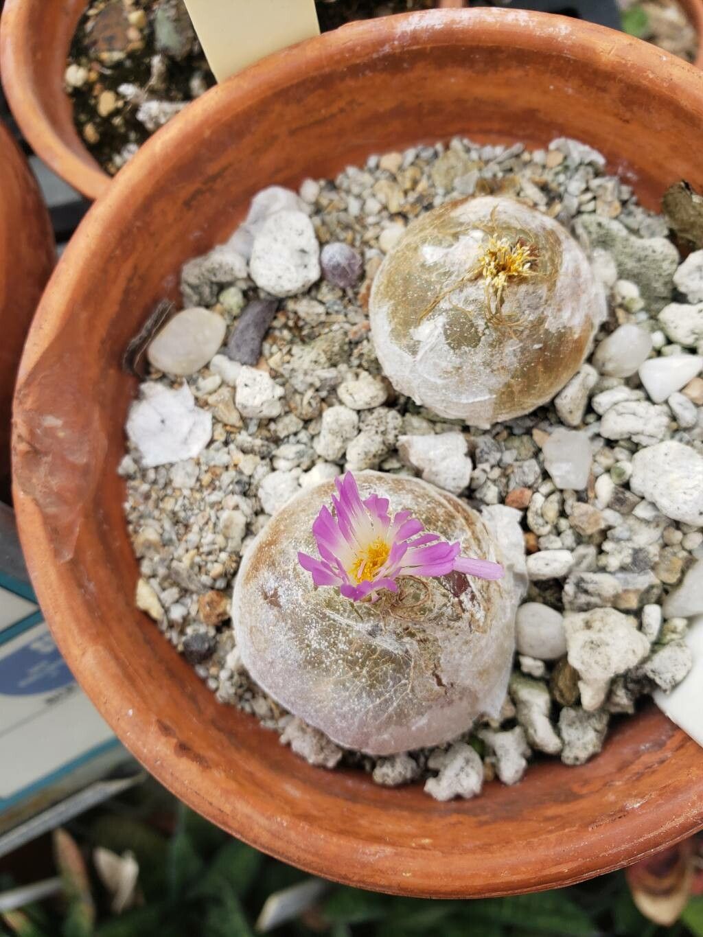Conophytum burgeri flower