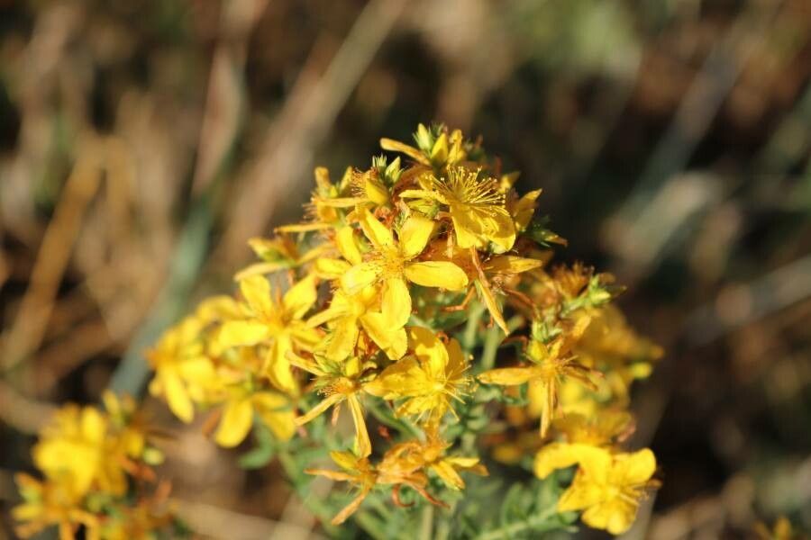 Hypericum perfoliatum flower