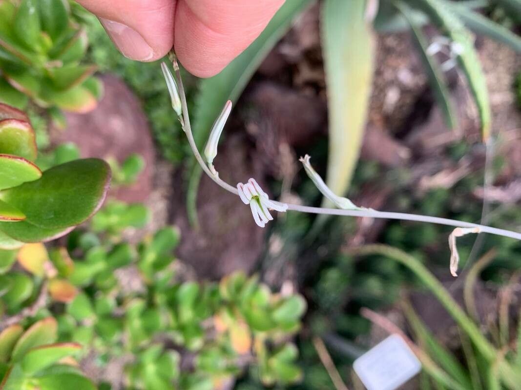Haworthiopsis coarctata flower