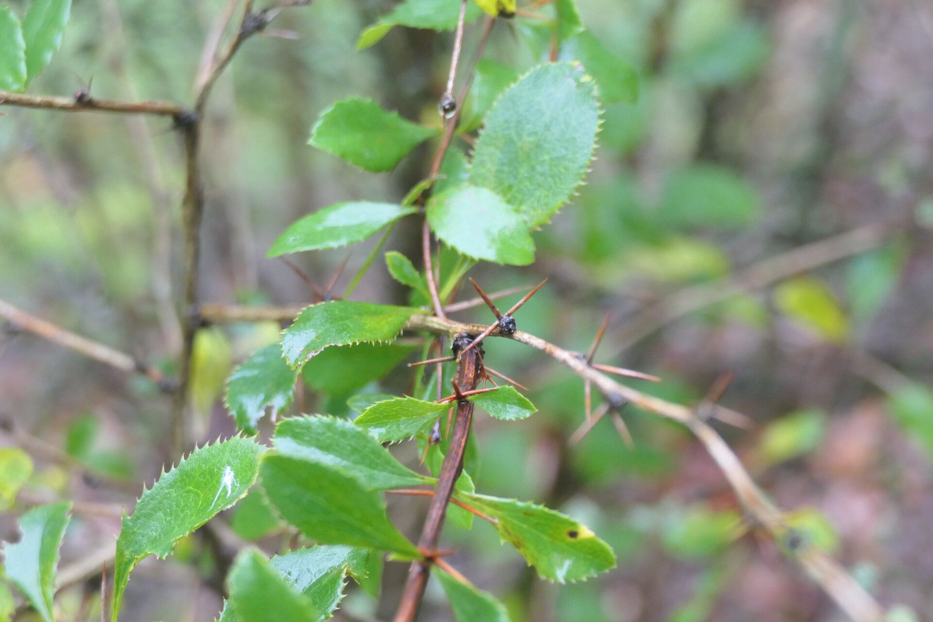 Berberis silva-taroucana — houseplant care guide