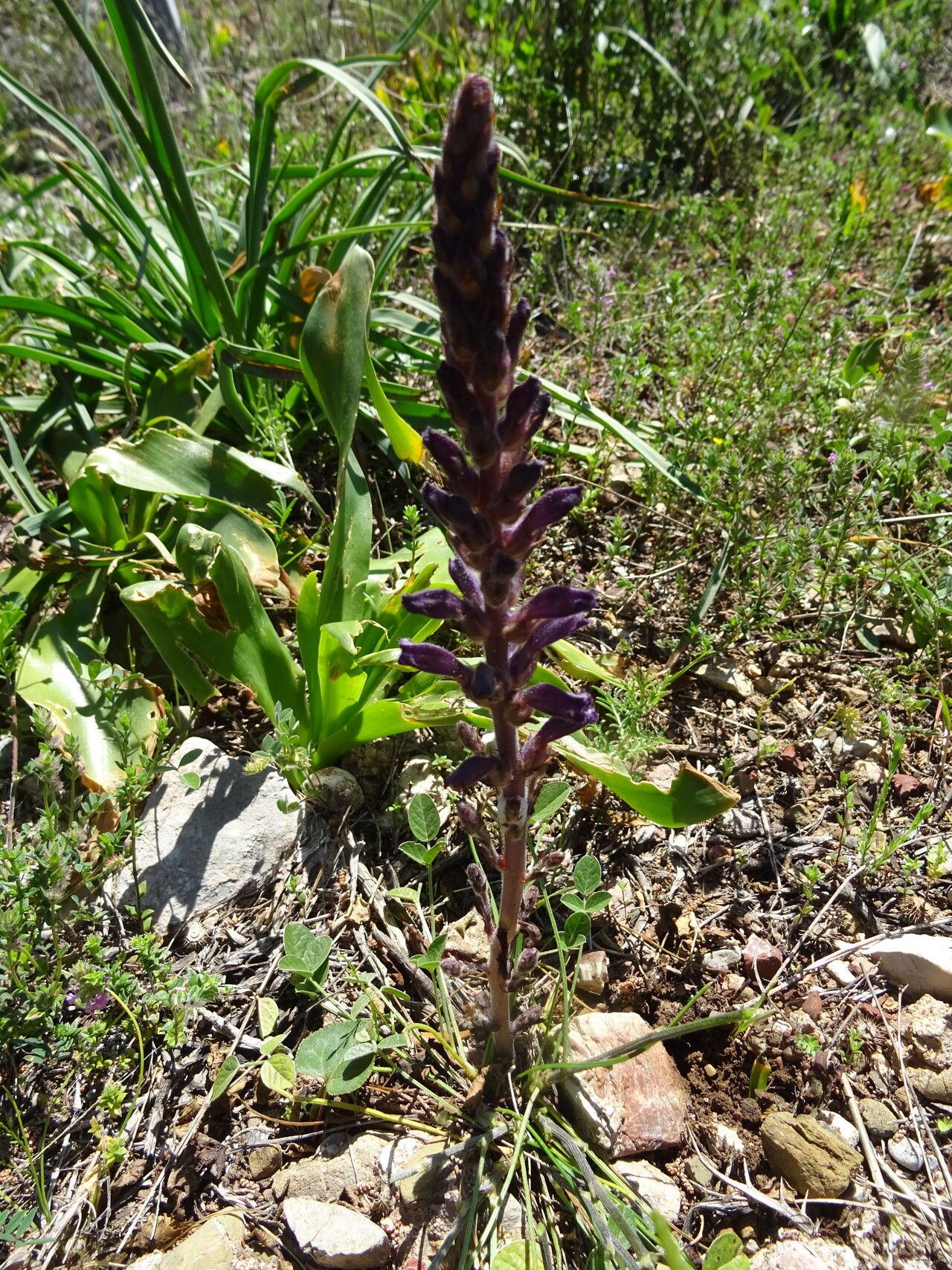Orobanche lavandulacea flower
