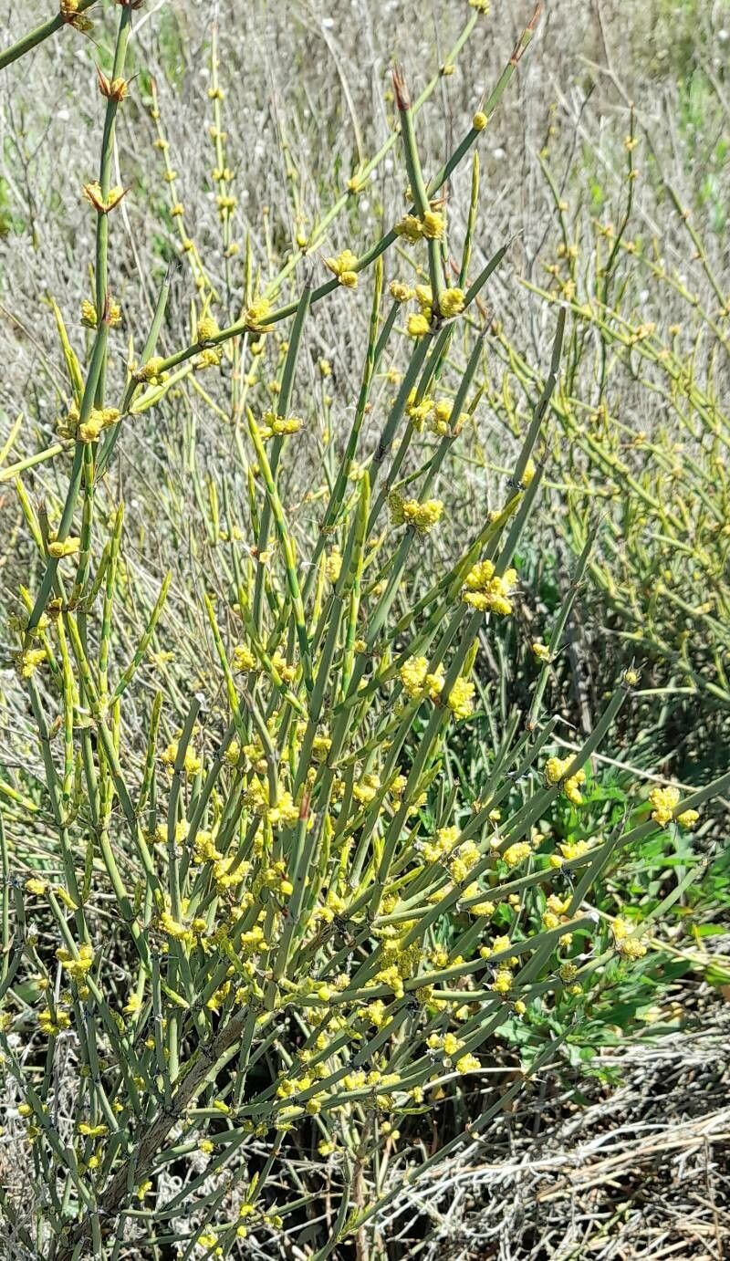 Ephedra ochreata habit