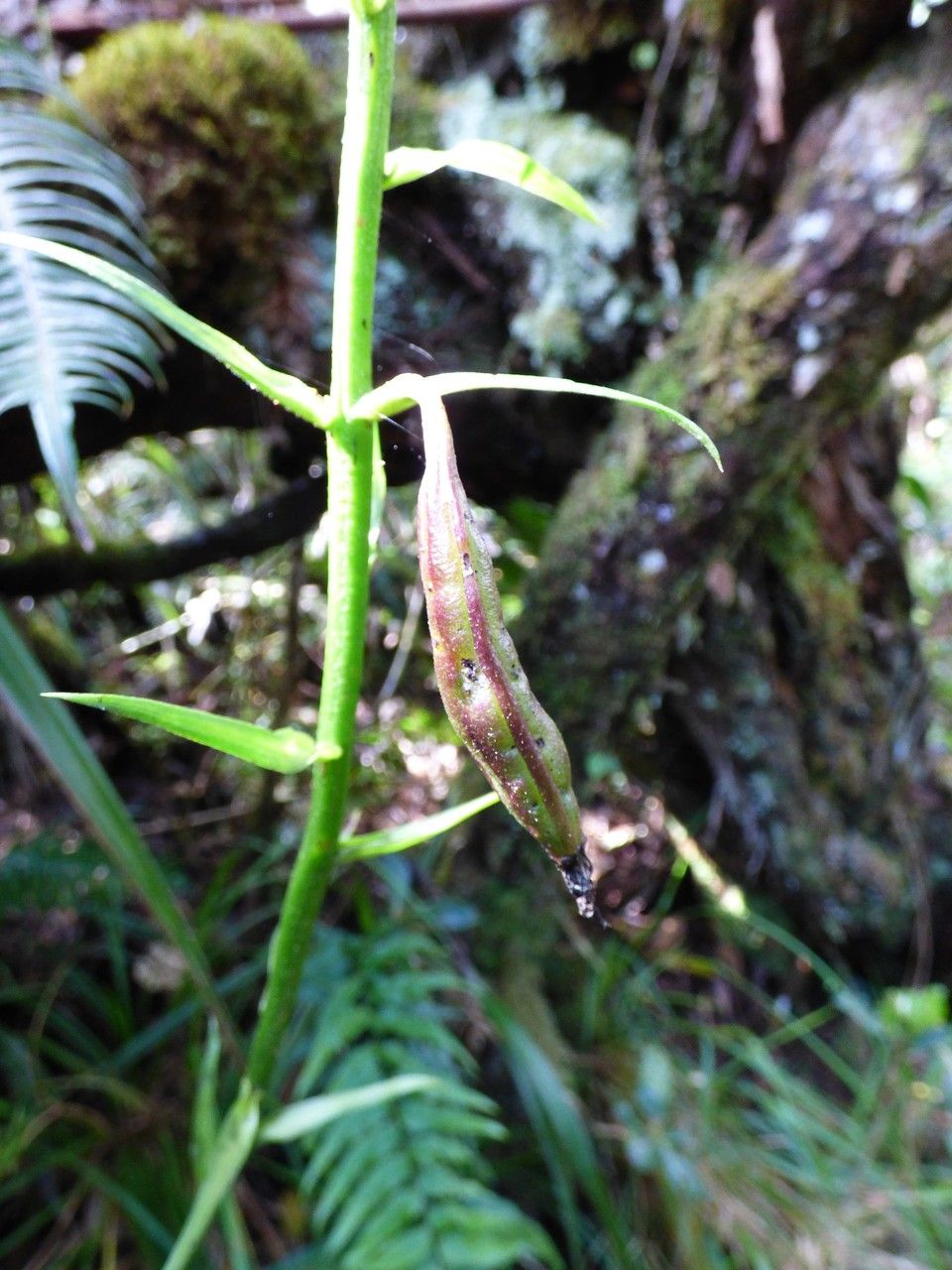 Calanthe sylvatica fruit