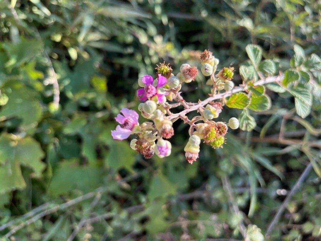 Rubus sanctus flower