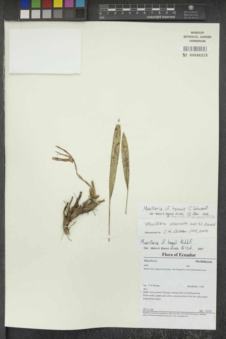 Maxillaria tenuis — houseplant care guide