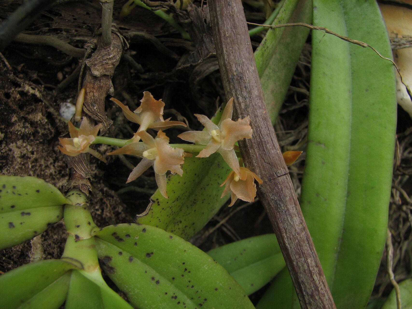 Diaphananthe dorotheae flower