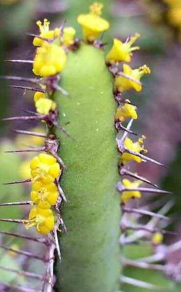 Euphorbia inarticulata — houseplant care guide