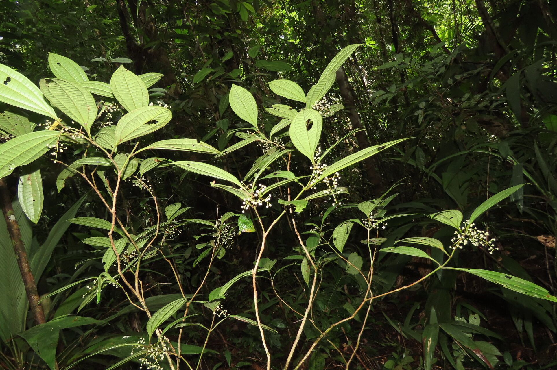 Miconia laxivenula — houseplant care guide