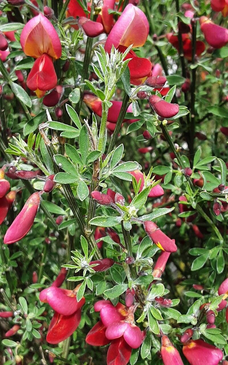 Cytisus × dallimorei — search result for 'Cytisus'