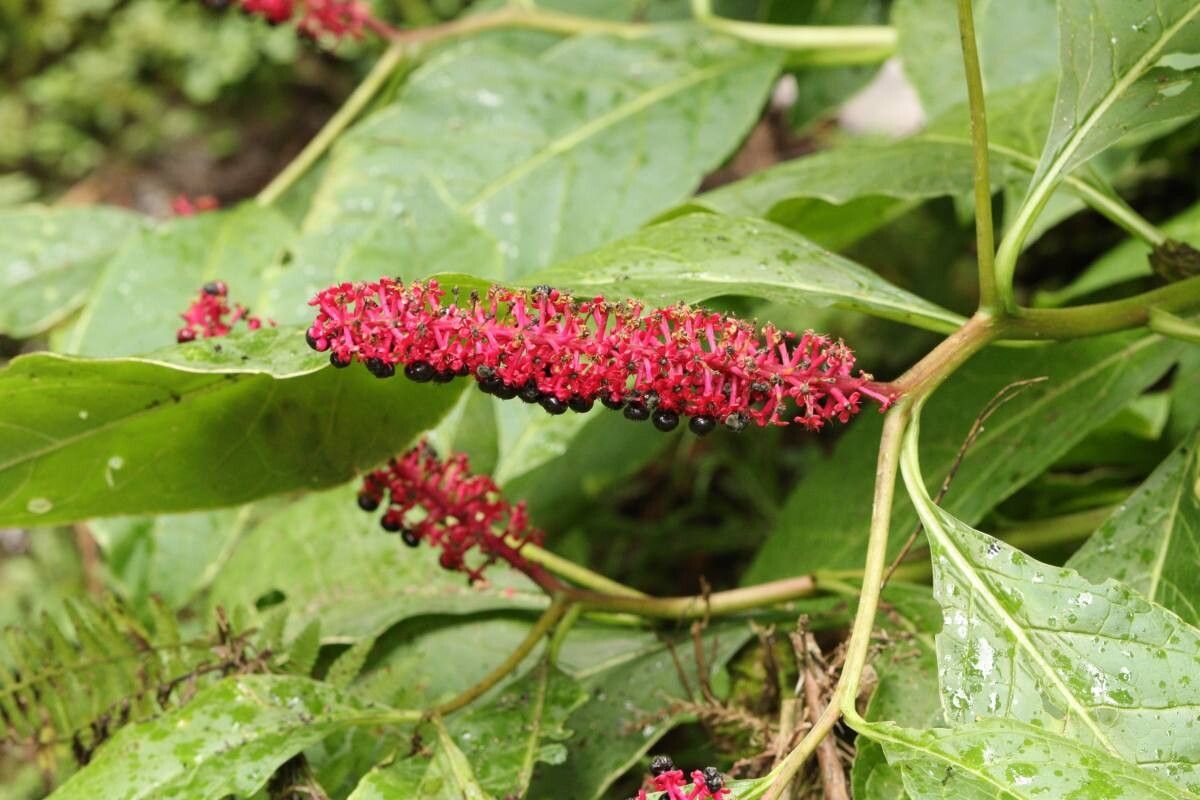 Phytolacca japonica — houseplant care guide