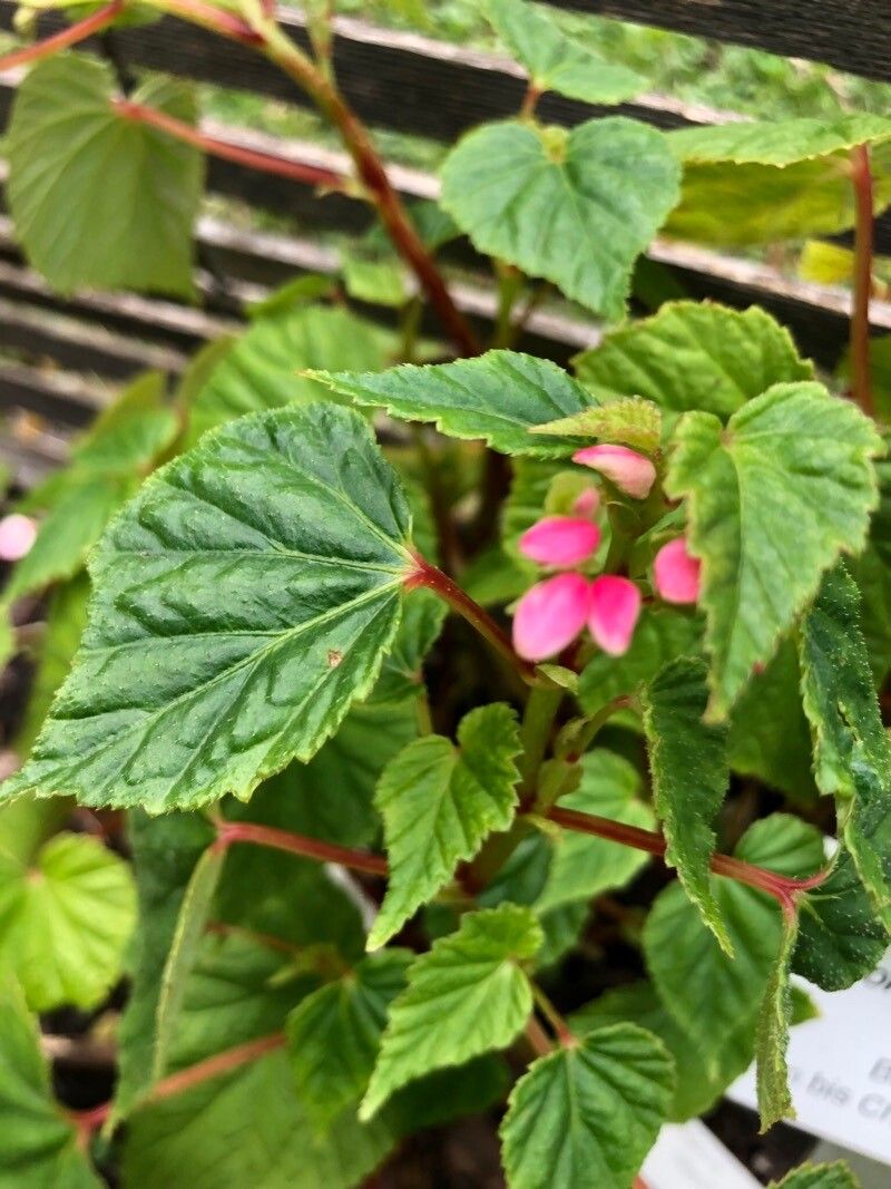 Begonia modestiflora — houseplant care guide