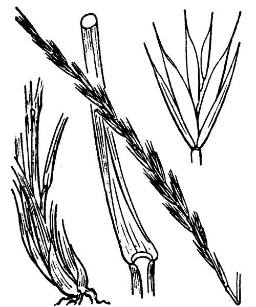 x Elytrordeum rouxii — related species from the same genus