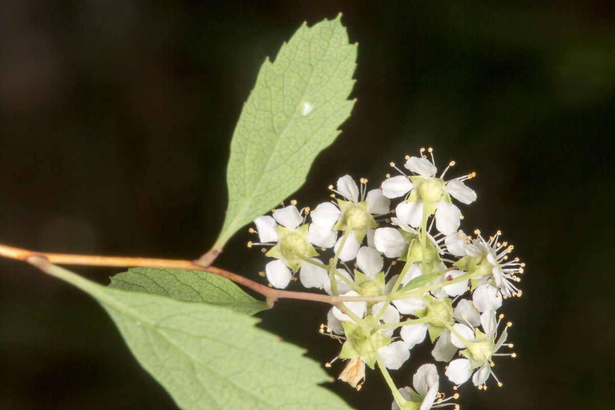 Spiraea decumbens bark
