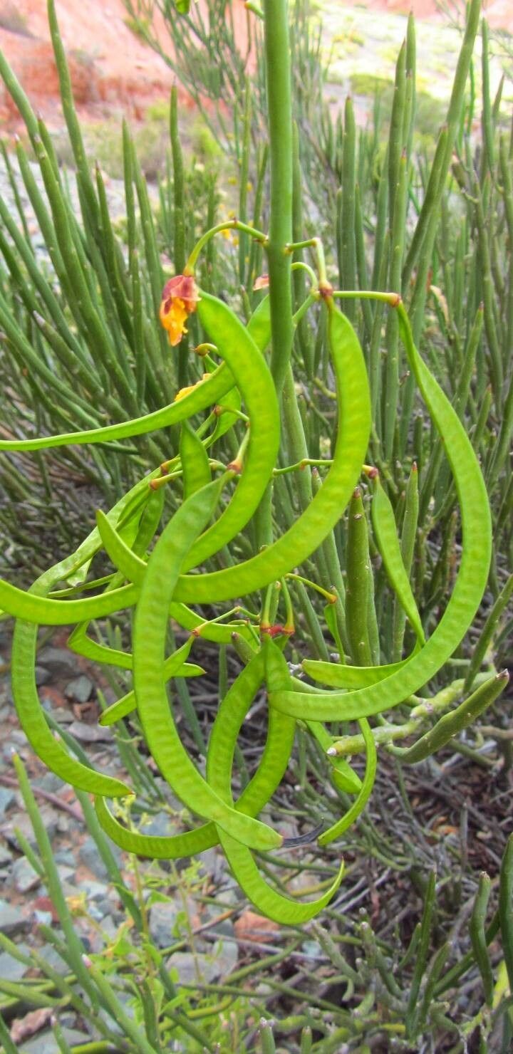 Senna crassiramea fruit