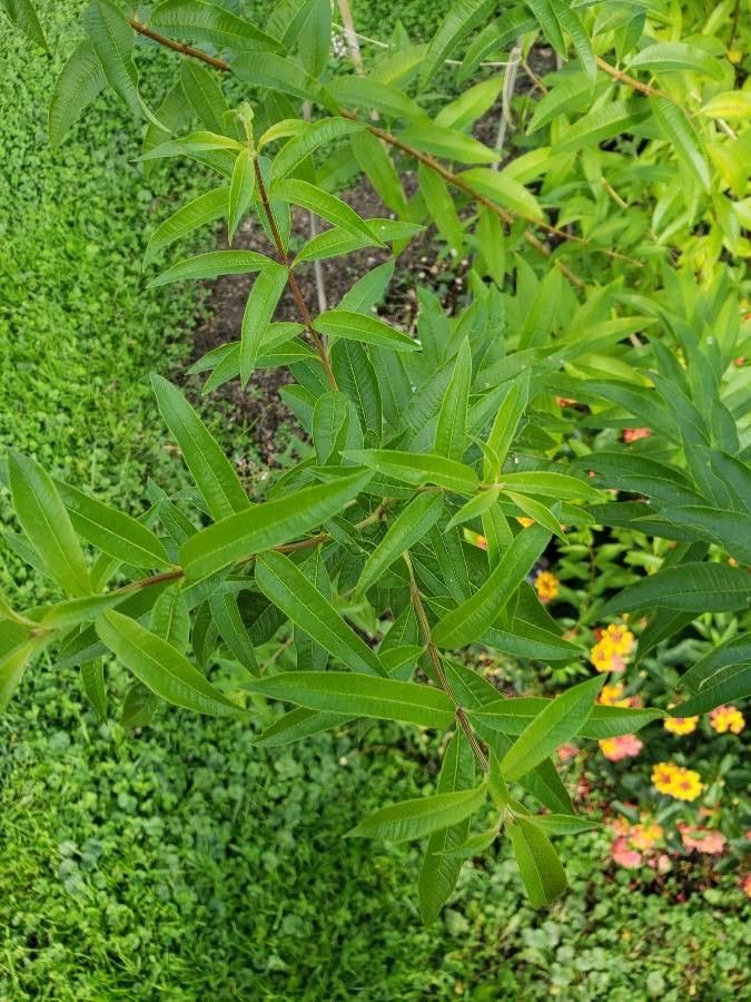 Aloysia triphylla — herb houseplant