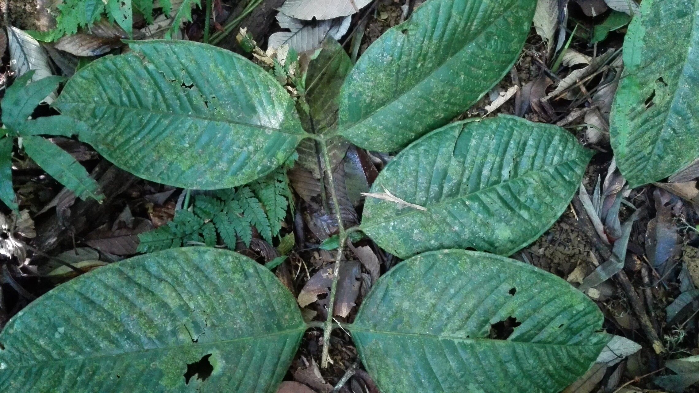 Plinia nicaraguensis — houseplant care guide