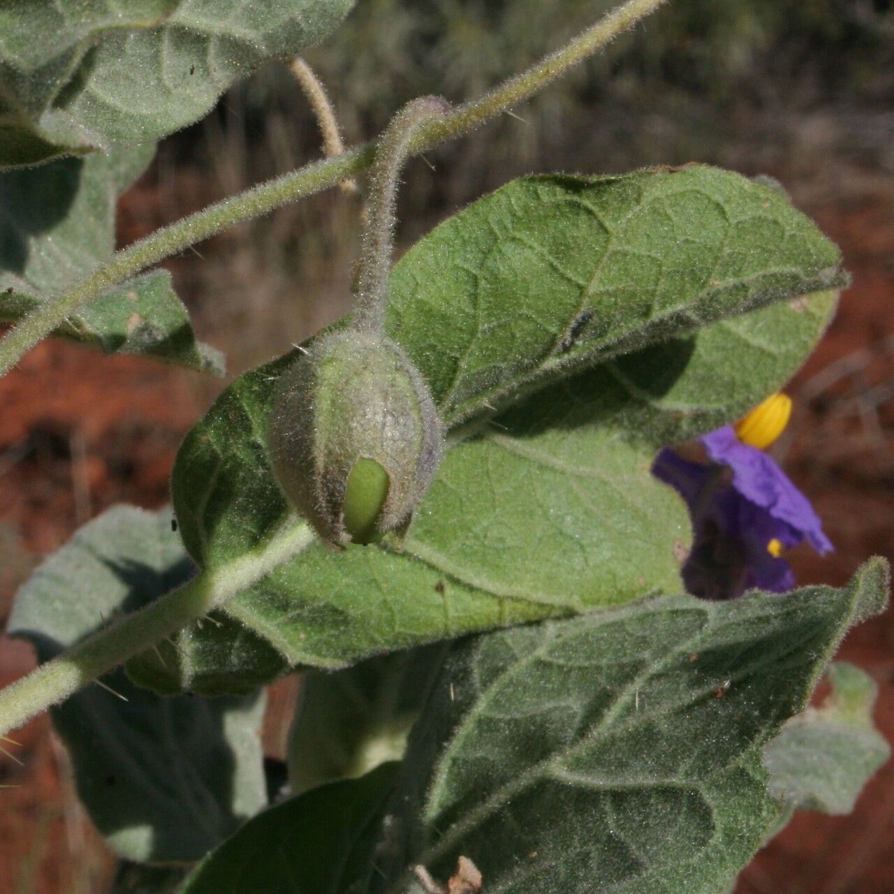 Solanum ashbyae fruit
