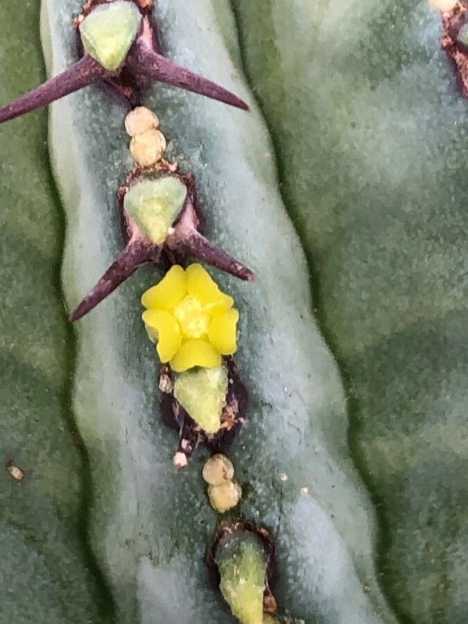 Euphorbia fruticosa flower