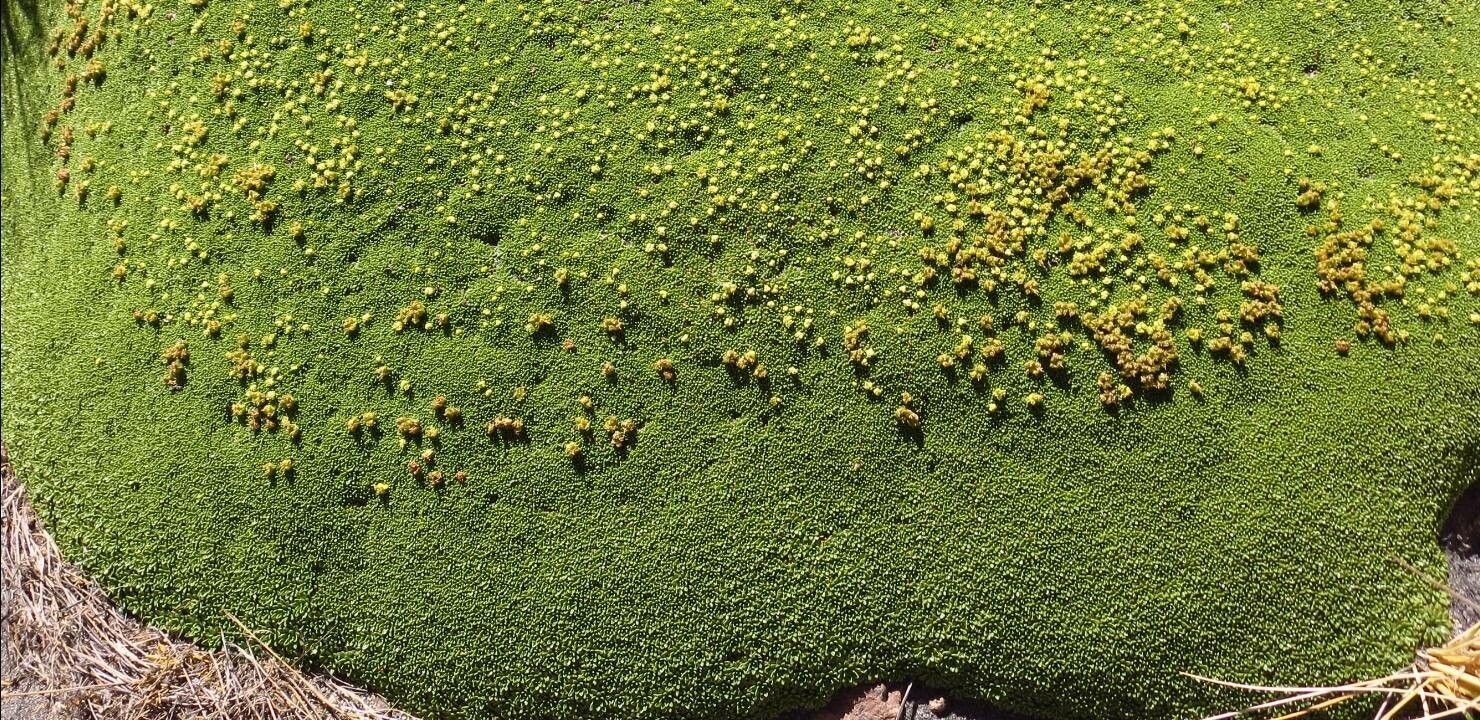 Azorella madreporica flower