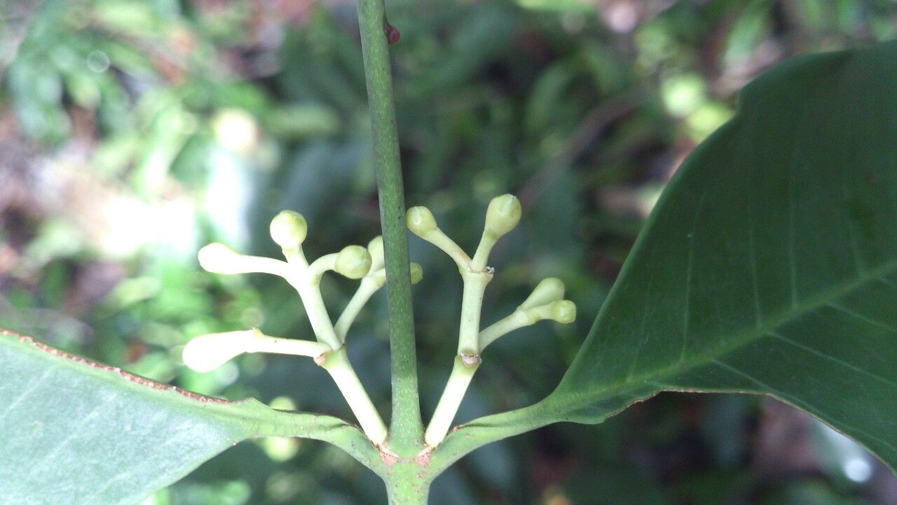 Lacmellea panamensis flower