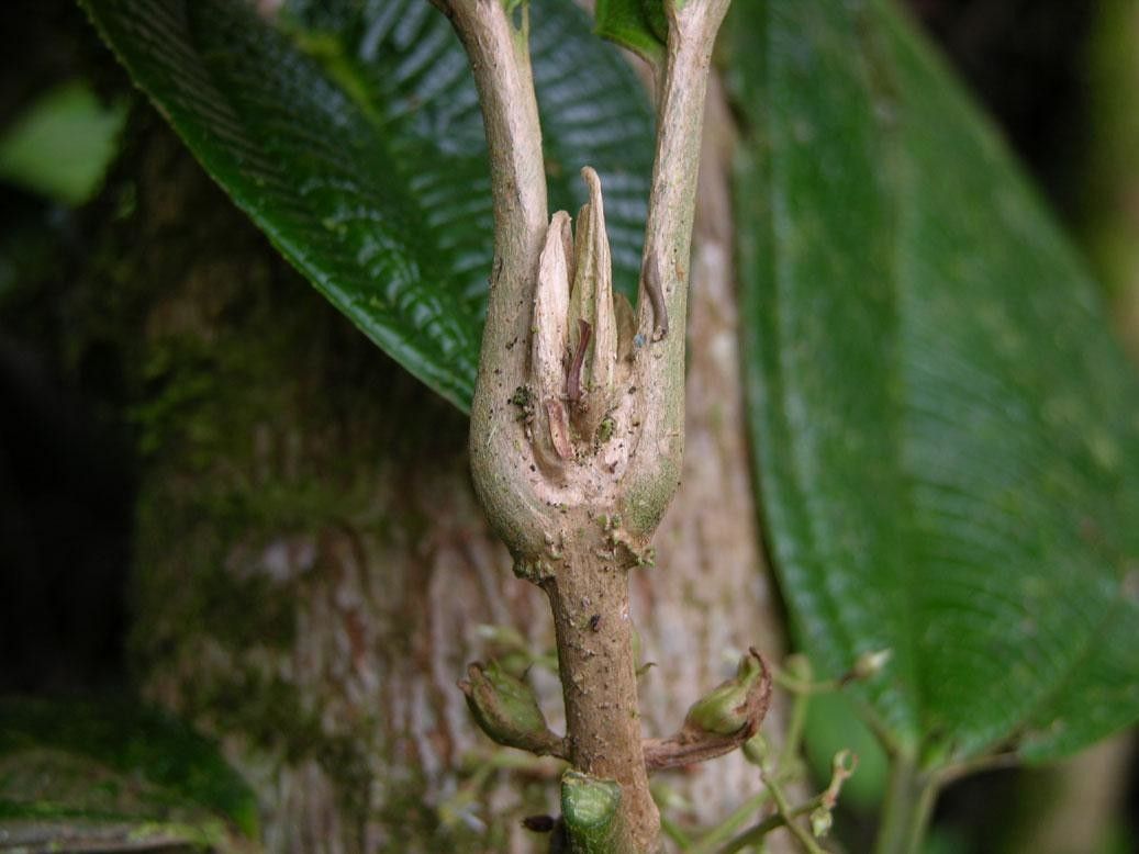 Miconia solearis bark