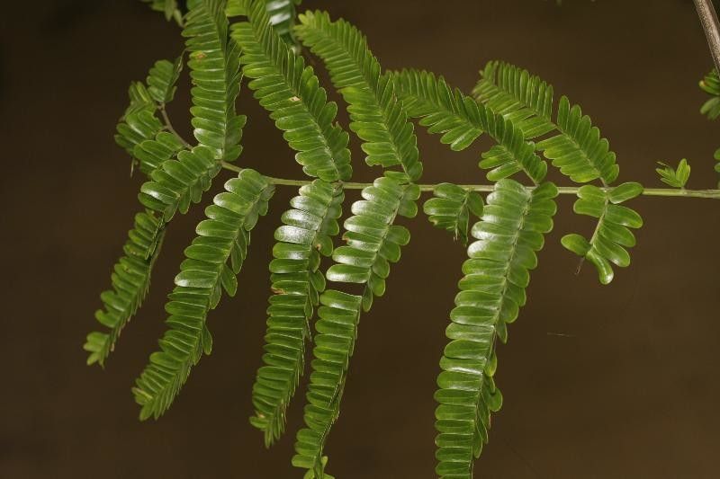 Pseudopiptadenia psilostachya — houseplant care guide