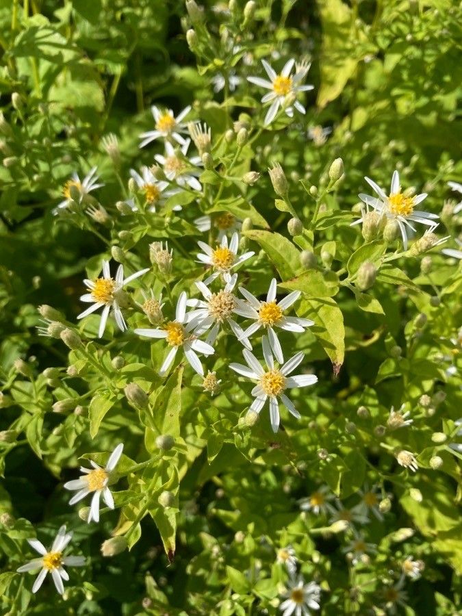 Eurybia schreberi flower